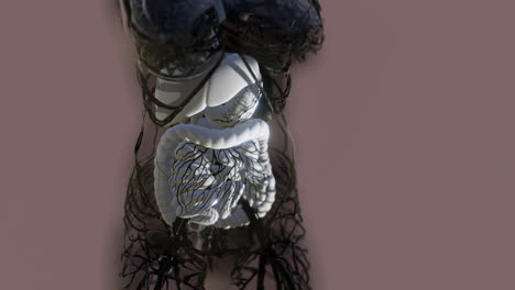 transparent-human-body-with-visible-digestive-system